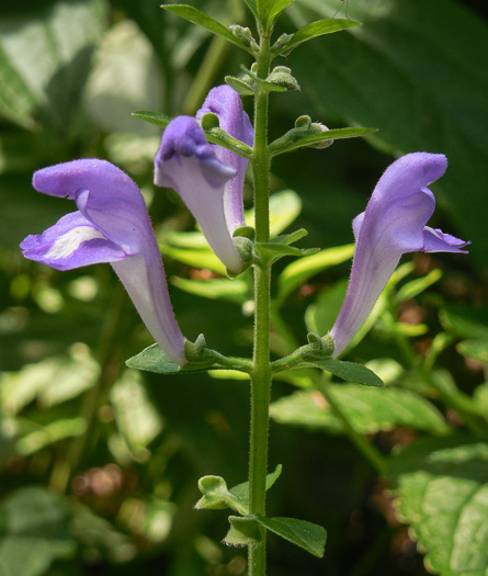 image of Scutellaria mellichampii, Mellichamp's Skullcap